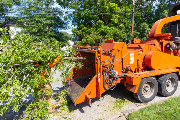 Best Emergency Storm Tree Removal  in Burlington, WI